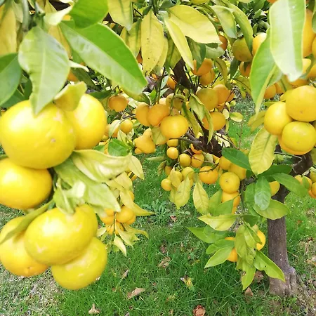 Olea Mar Apartma Appartement