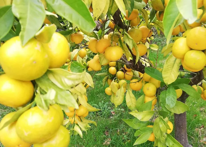 Olea Mar Apartma Appartamento